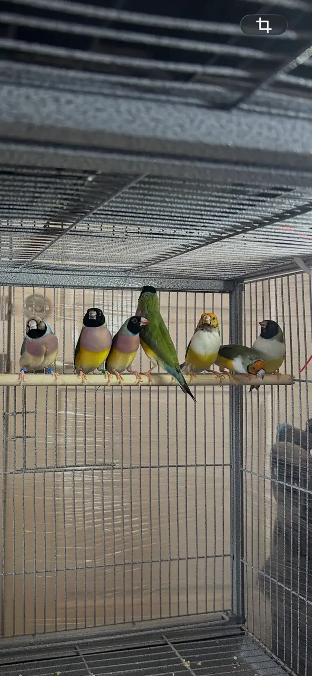 Gouldians