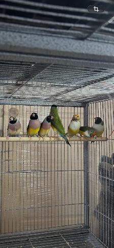Gouldians
