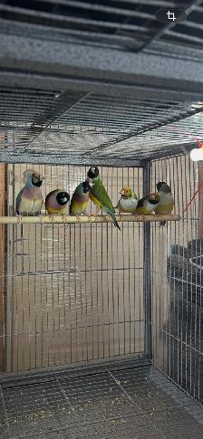Gouldians - Photo 2