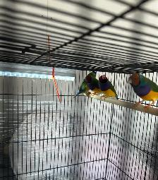 Gouldians - Photo 3