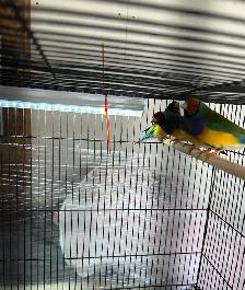 Gouldians - Photo 4