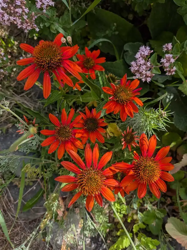 Gardening Services
