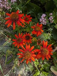 Gardening Services