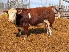 Simmental bull