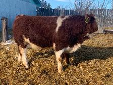Simmental bull - Photo 2