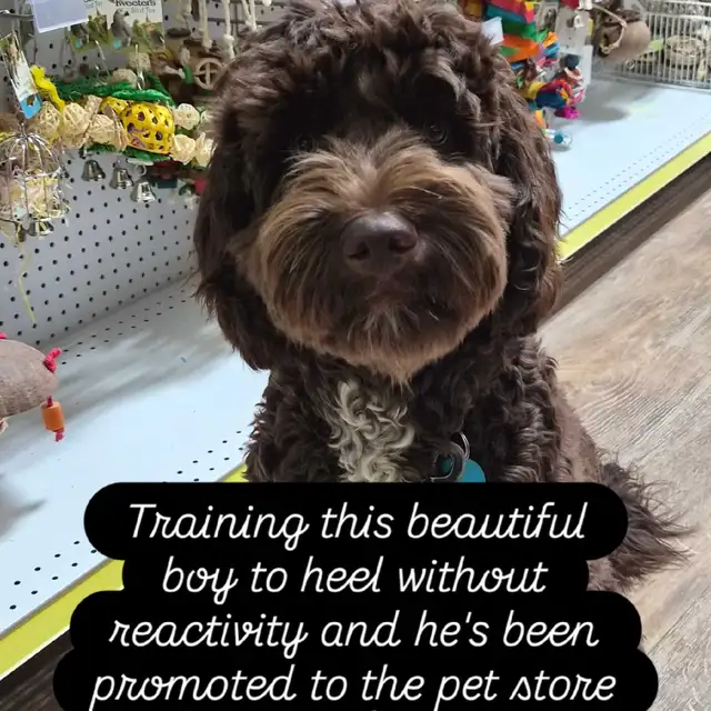DOG BOARDING,  DOGGY DAYCARE/ DOG TRAINING