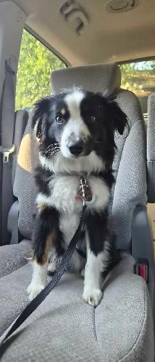 DOG BOARDING,  DOGGY DAYCARE/ DOG TRAINING - Photo 2