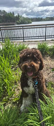 DOG BOARDING,  DOGGY DAYCARE/ DOG TRAINING - Photo 3