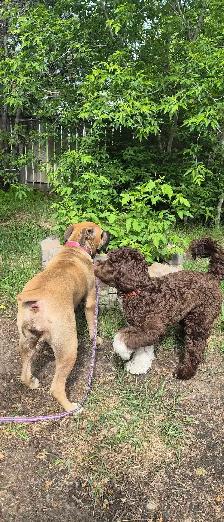 DOG BOARDING,  DOGGY DAYCARE/ DOG TRAINING - Photo 4