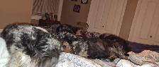 DOG BOARDING,  DOGGY DAYCARE/ DOG TRAINING - Photo 5