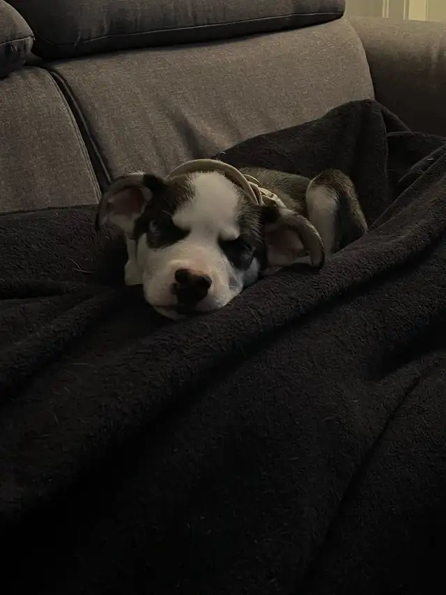 Border collie x lab 600$