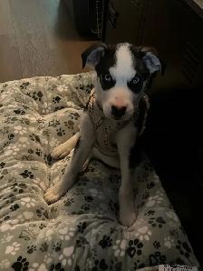 Border collie x lab 600$ - Photo 2