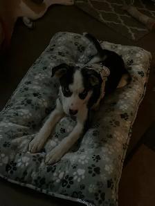 Border collie x lab 600$ - Photo 3