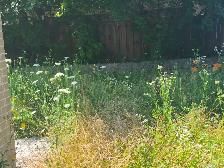 Landscaping services available now! - Photo 2