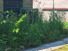 Landscaping services available now! - Photo 3