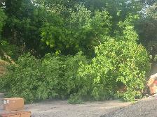 Landscaping services available now! - Photo 7