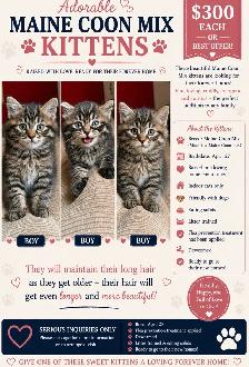 Maine Coon Mix Kittens