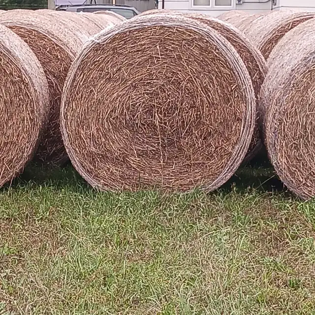 1st cut hay