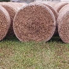 1st cut hay