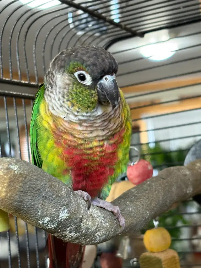 Bird For Sale