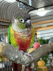 Bird For Sale