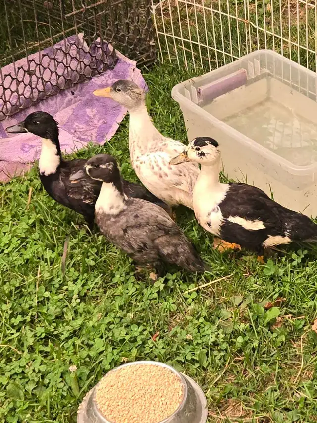 4 young cute Call ducks