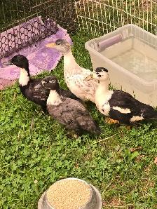 4 young cute Call ducks
