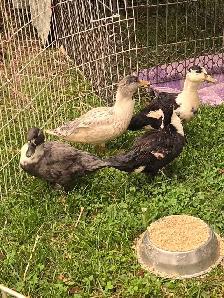 4 young cute Call ducks - Photo 2