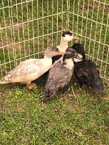 4 young cute Call ducks - Photo 3