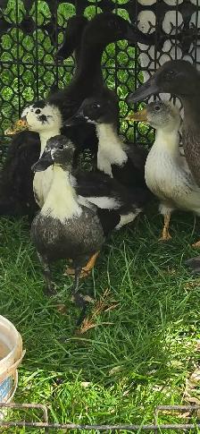 4 young cute Call ducks - Photo 4