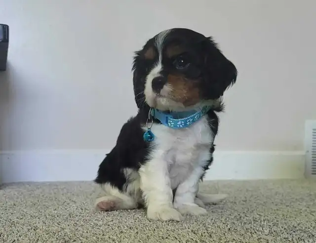 beautiful king charles cavalier puppy - 1 male left