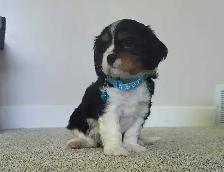 beautiful king charles cavalier puppy - 1 male left