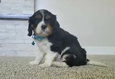 beautiful king charles cavalier puppy - 1 male left - Photo 2