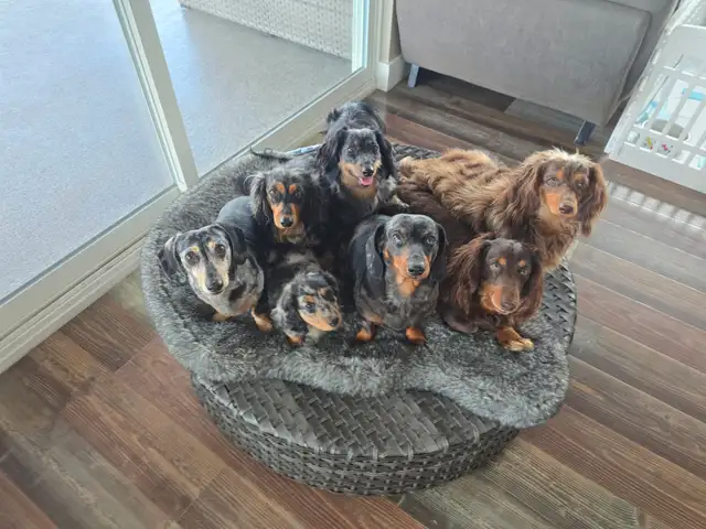 DACHSHUND PUPPIES