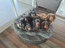 DACHSHUND PUPPIES