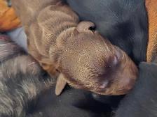 DACHSHUND PUPPIES - Photo 2