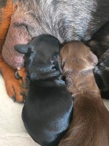 DACHSHUND PUPPIES - Photo 3