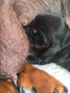 DACHSHUND PUPPIES - Photo 4