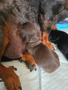 DACHSHUND PUPPIES - Photo 5
