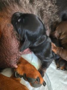 DACHSHUND PUPPIES - Photo 6
