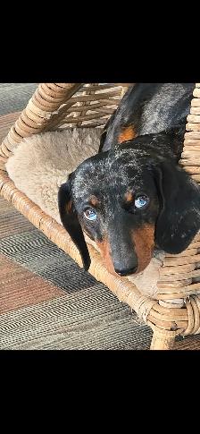 DACHSHUND PUPPIES - Photo 7