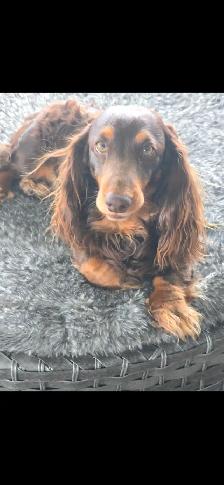 DACHSHUND PUPPIES - Photo 8