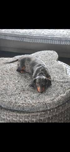 DACHSHUND PUPPIES - Photo 9