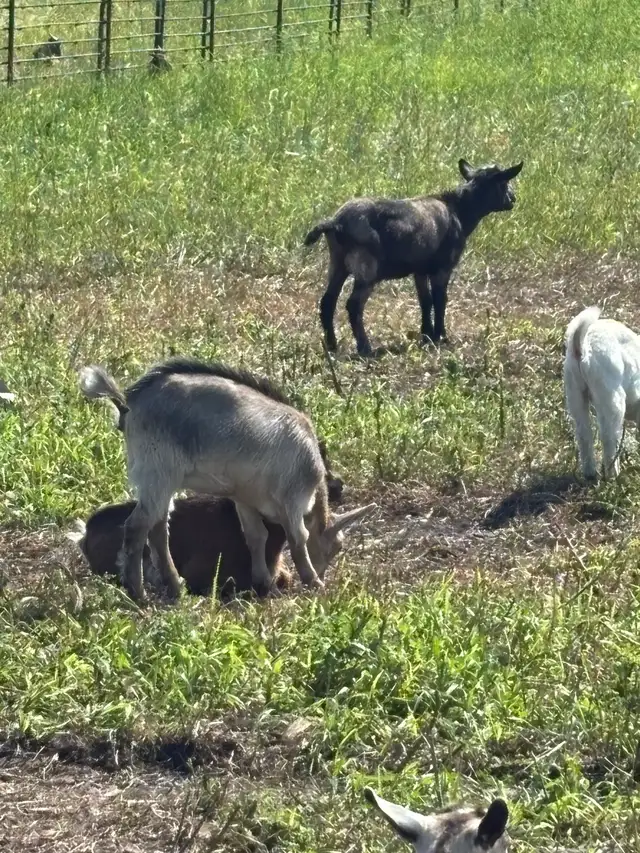 Pygmy Goats