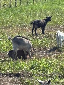 Pygmy Goats