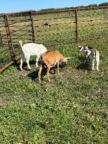 Pygmy Goats - Photo 2