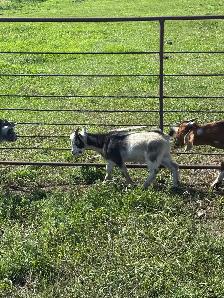 Pygmy Goats - Photo 3