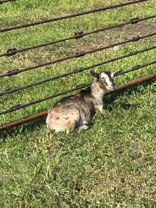 Pygmy Goats - Photo 4