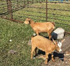 Pygmy Goats - Photo 5