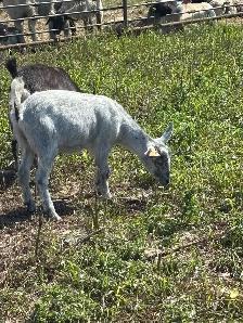 Pygmy Goats - Photo 6